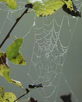 Spider_Web