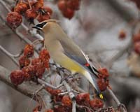 John_Pelechaty_Waxwing